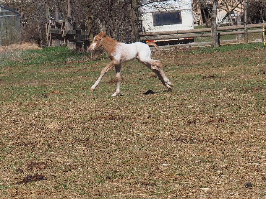 Cheval Appaloosa � vendre Forest-Saint-Julien dans les Hautes-Alpes photo 2