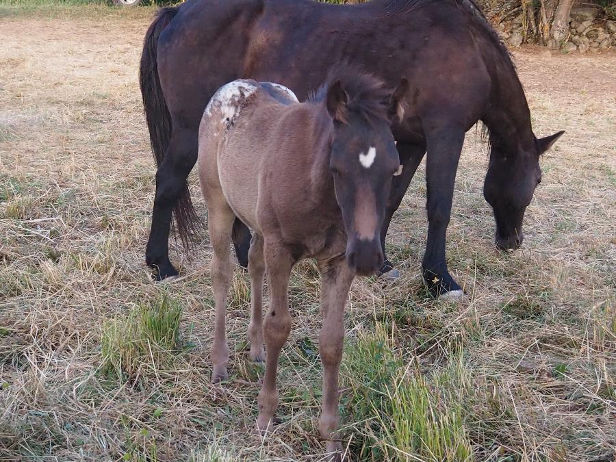Cheval Appaloosa � vendre Forest-Saint-Julien dans les Hautes-Alpes