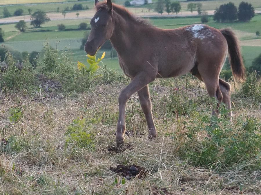 Cheval Appaloosa � vendre Forest-Saint-Julien dans les Hautes-Alpes photo 2