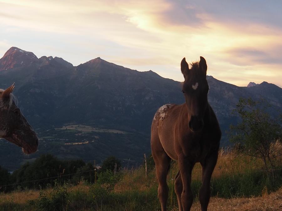 Cheval Appaloosa � vendre Forest-Saint-Julien dans les Hautes-Alpes photo 3