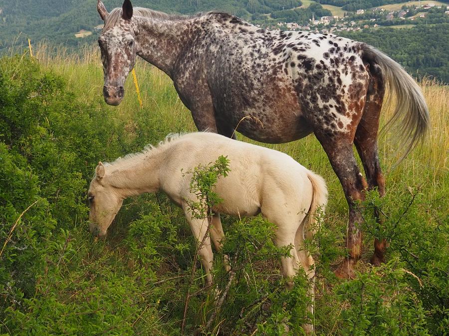 Cheval Appaloosa � vendre Forest-Saint-Julien dans les Hautes-Alpes