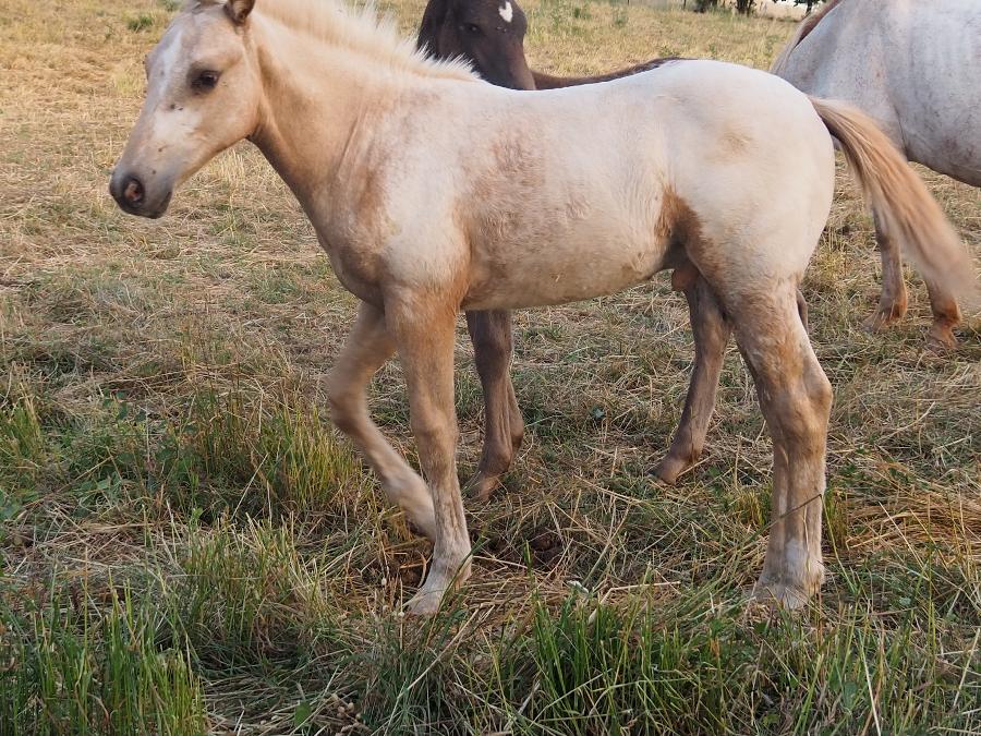Cheval Appaloosa � vendre Forest-Saint-Julien dans les Hautes-Alpes photo 2