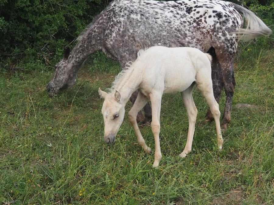 Cheval Appaloosa � vendre Forest-Saint-Julien dans les Hautes-Alpes photo 3