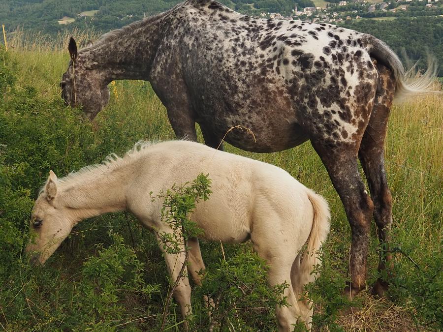 Cheval Appaloosa � vendre Forest-Saint-Julien dans les Hautes-Alpes photo 4