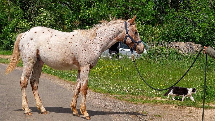 Poulain Appaloosa  vendre  Saint-Beauzile Tarn
