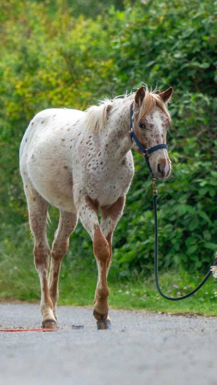 Cheval Appaloosa  vendre Saint-Beauzile dans le Tarn photo 2