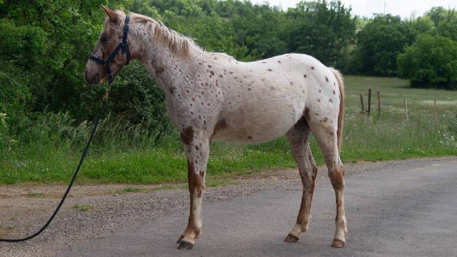 Cheval Appaloosa  vendre Saint-Beauzile dans le Tarn photo 3