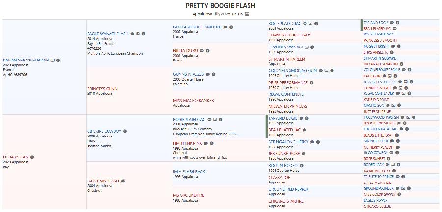 Cheval Appaloosa  vendre Saint-Beauzile dans le Tarn photo 6