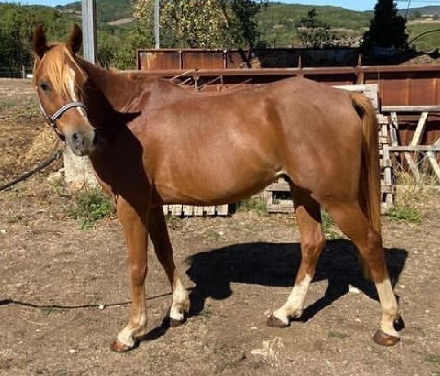 Hongre Arabe  vendre  Saint-Beauzile Tarn