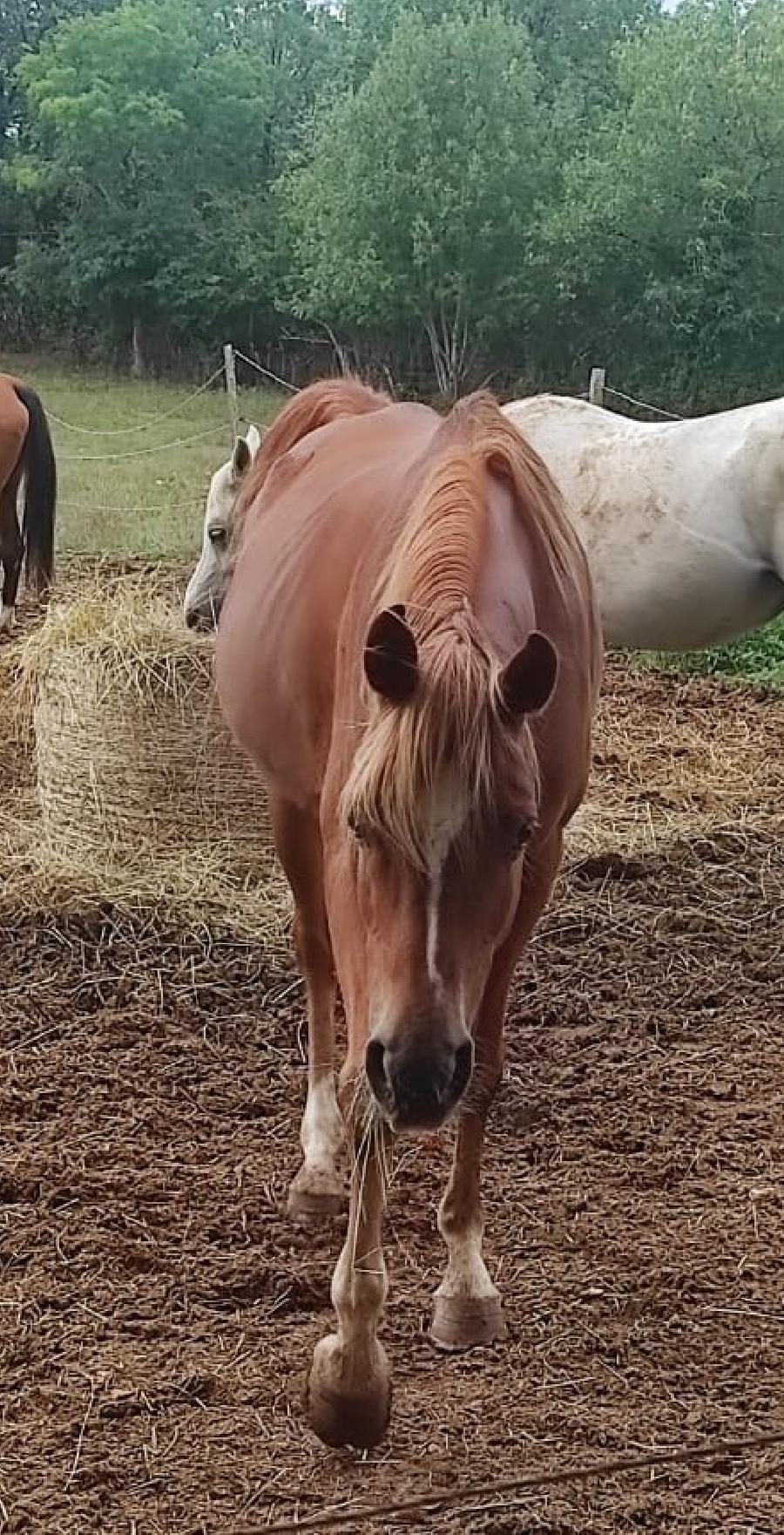Cheval Arabe  vendre Saint-Beauzile dans le Tarn photo 2