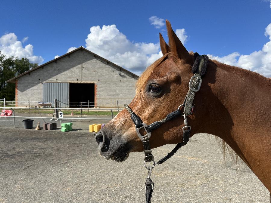 Cheval Arabe  vendre Saint-Beauzile dans le Tarn photo 3