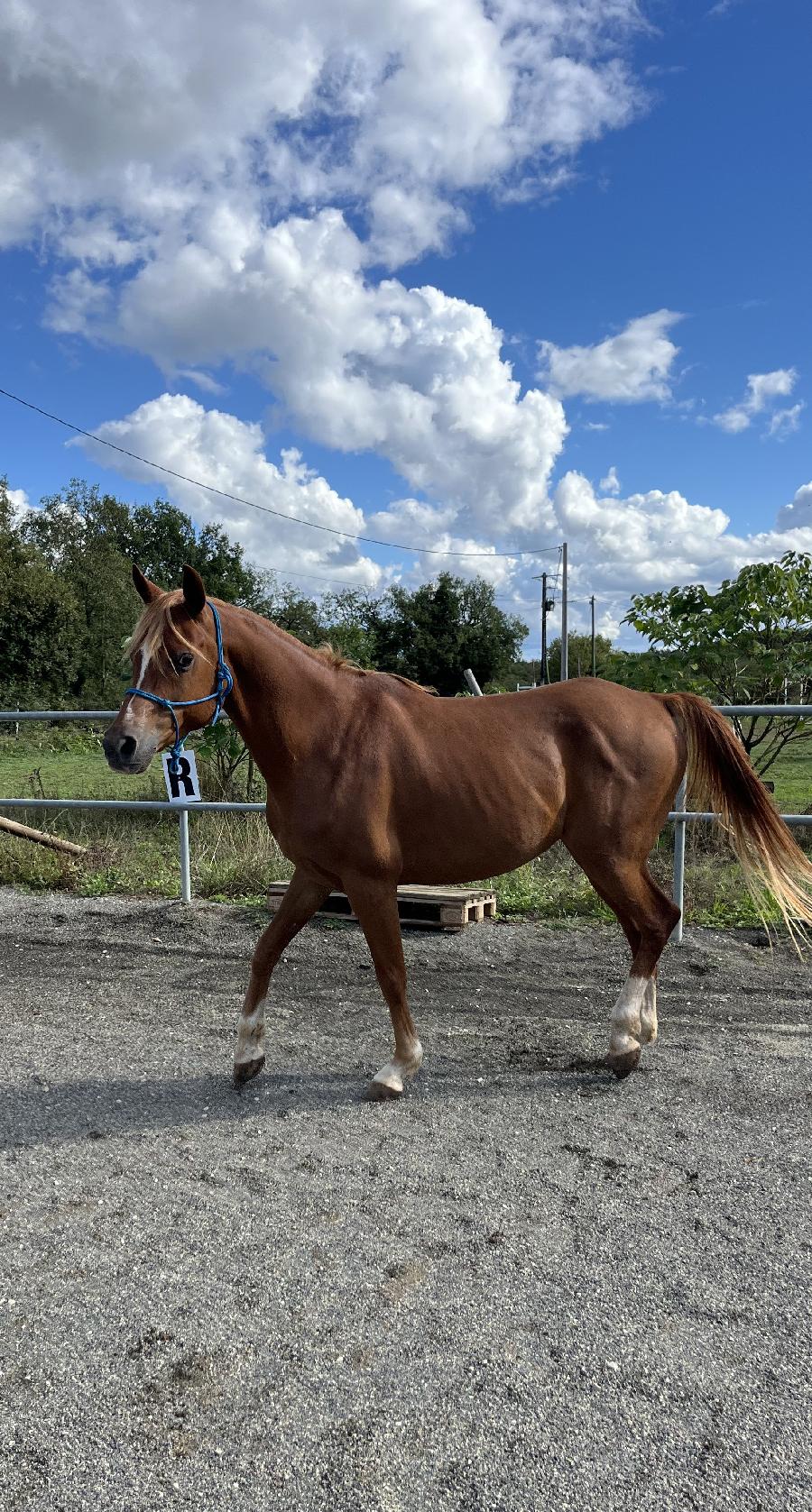 Cheval Arabe  vendre Saint-Beauzile dans le Tarn photo 4