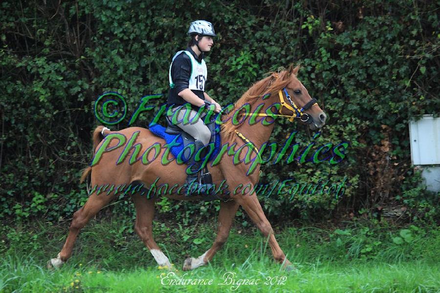 Etalon Cheval Arabe  Saint-Genest-sur-Roselle en Haute-Vienne