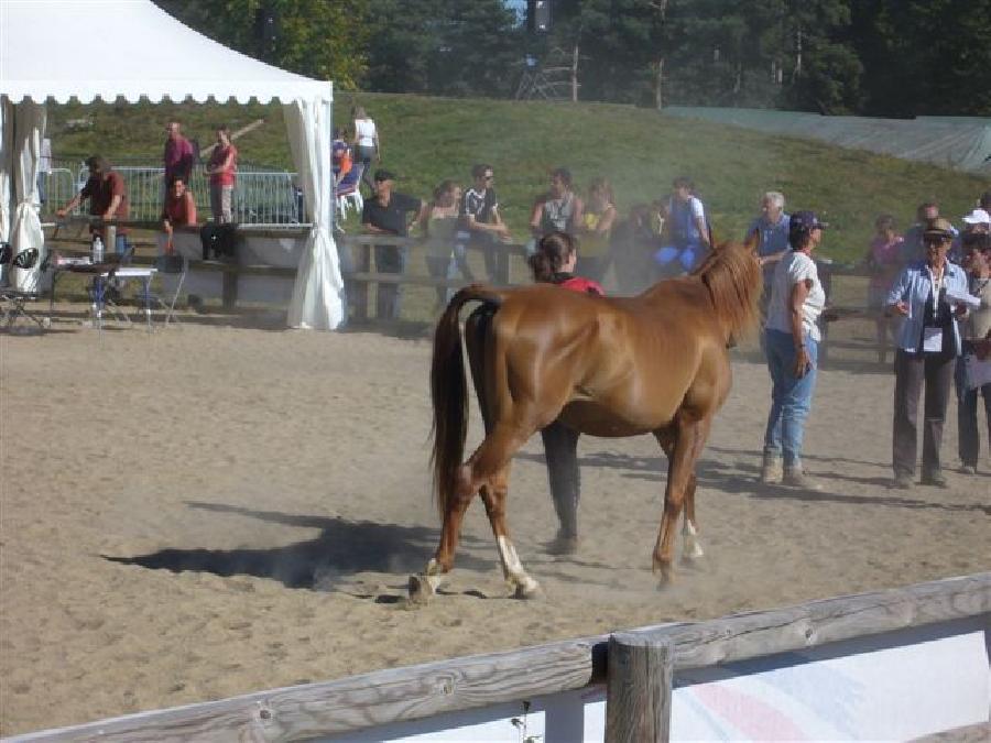 Etalon Cheval Arabe  Saint-Genest-sur-Roselle en Haute-Vienne photo 3