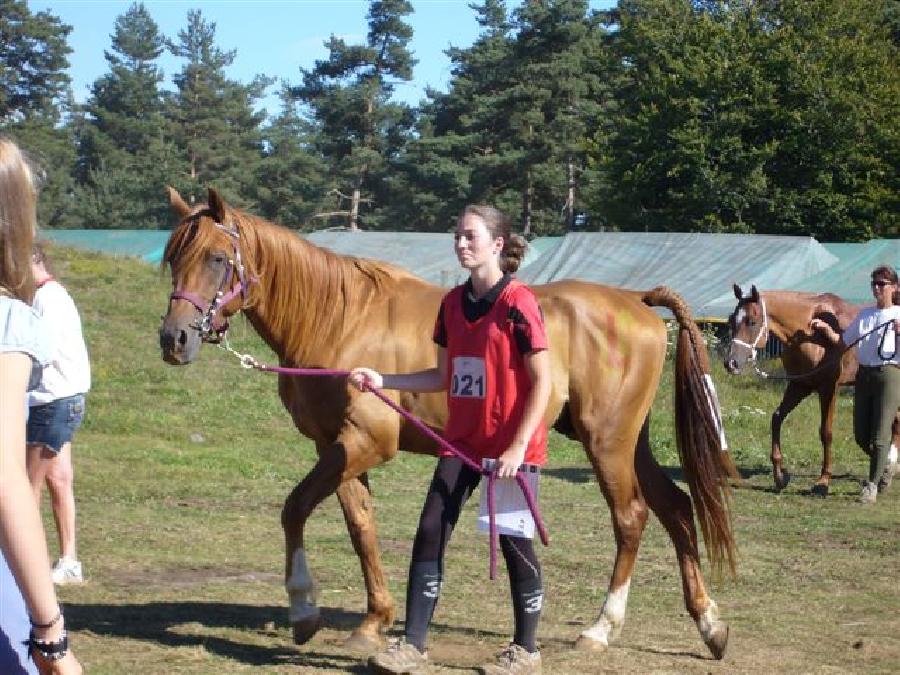 Etalon Cheval Arabe  Saint-Genest-sur-Roselle en Haute-Vienne photo 4