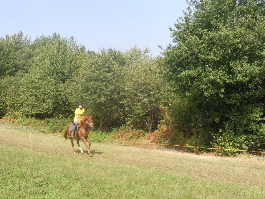 Etalon Cheval Arabe à Saint-Genest-sur-Roselle en Haute-Vienne photo 5