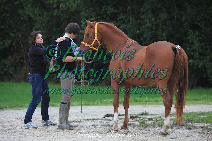 Etalon Cheval Arabe  Saint-Genest-sur-Roselle en Haute-Vienne photo 6