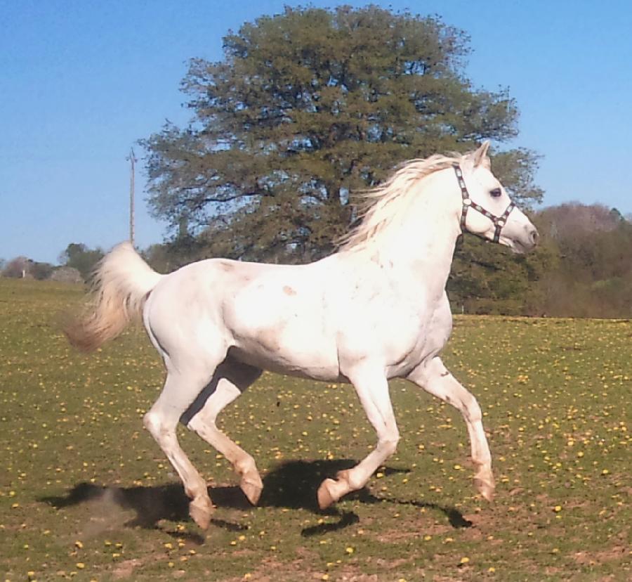 Cheval Arabe  vendre Saint-Genest-sur-Roselle en Haute-Vienne