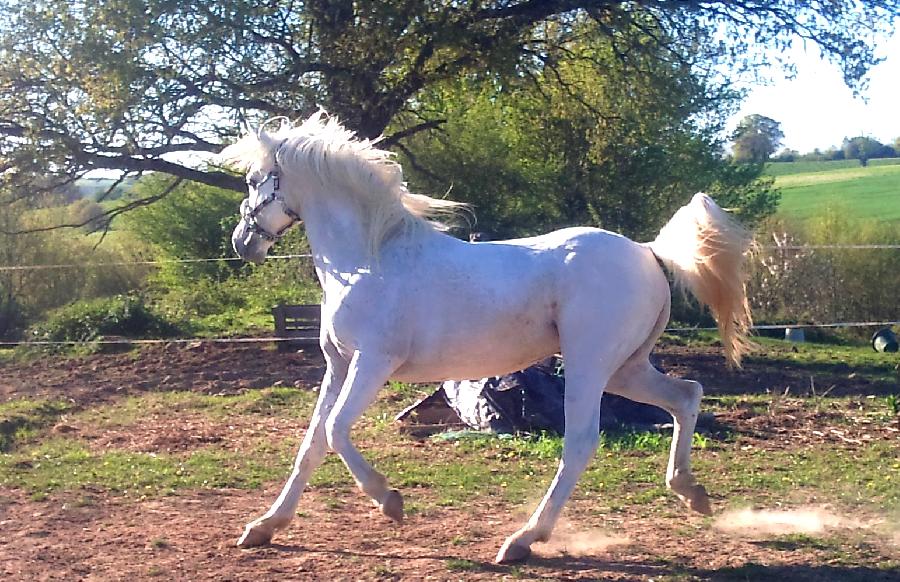 Etalon Cheval Arabe  Saint-Genest-sur-Roselle en Haute-Vienne photo 2