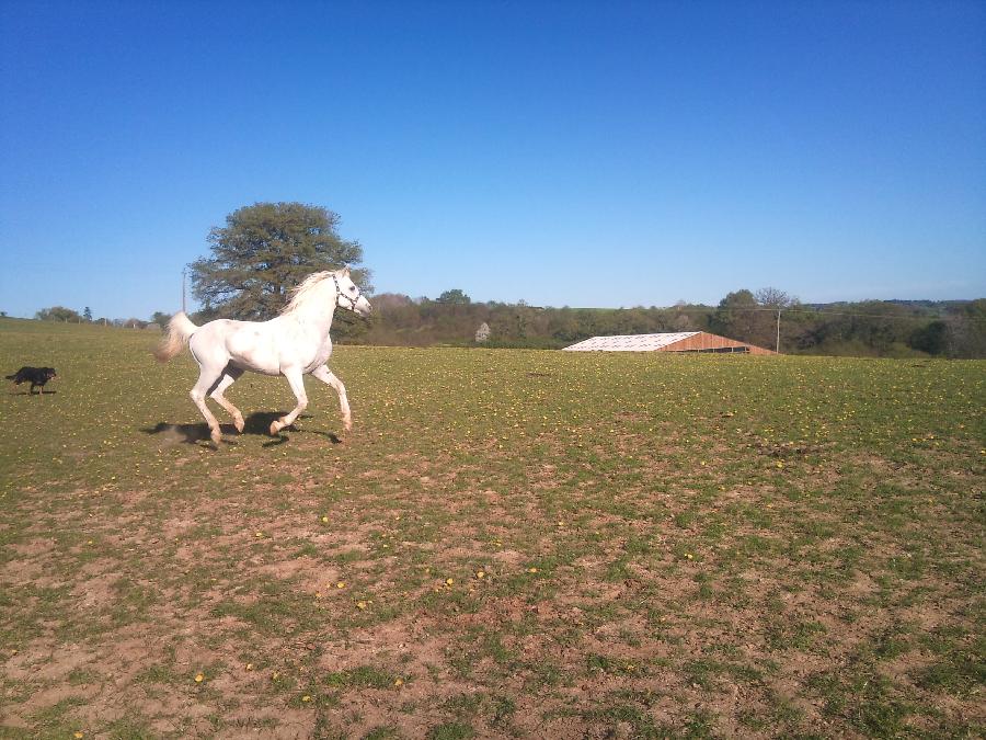 Etalon Cheval Arabe  Saint-Genest-sur-Roselle en Haute-Vienne photo 3