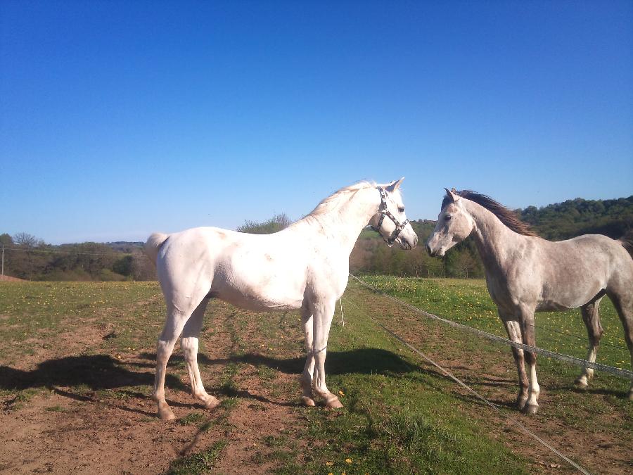 Etalon Cheval Arabe  Saint-Genest-sur-Roselle en Haute-Vienne photo 4