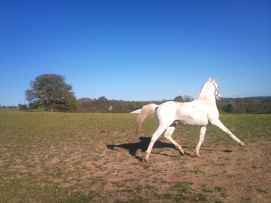 Etalon Cheval Arabe  Saint-Genest-sur-Roselle en Haute-Vienne photo 5