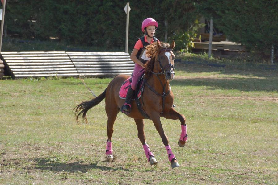 Poney Welsh  vendre Laiz en Sane-et-Loire