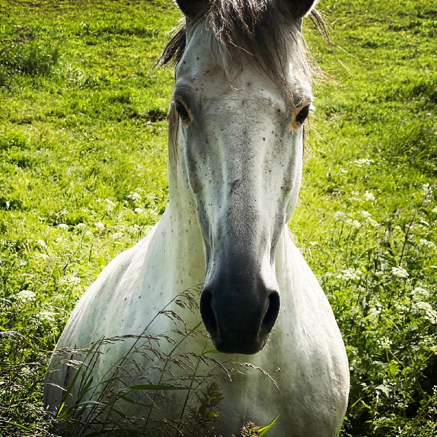 Etalon Cheval Barbe  Le Brignon en Haute-Loire photo 2