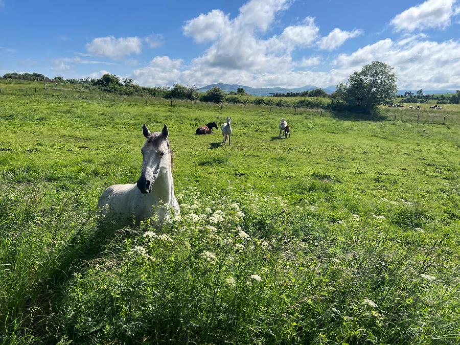 Etalon Cheval Barbe  Le Brignon en Haute-Loire photo 3