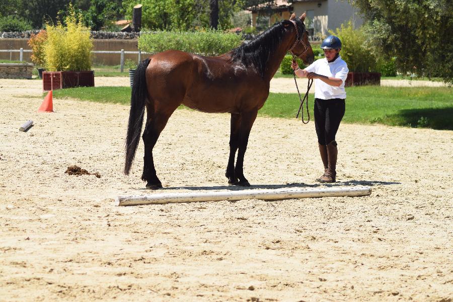 Etalon Cheval Barbe  Le Brignon en Haute-Loire