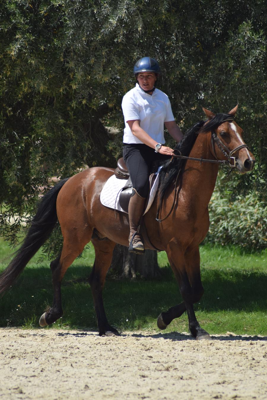 Etalon Cheval Barbe  Le Brignon en Haute-Loire photo 2