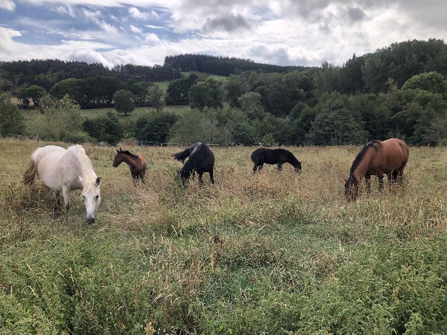 Etalon Cheval Barbe  Le Brignon en Haute-Loire photo 3