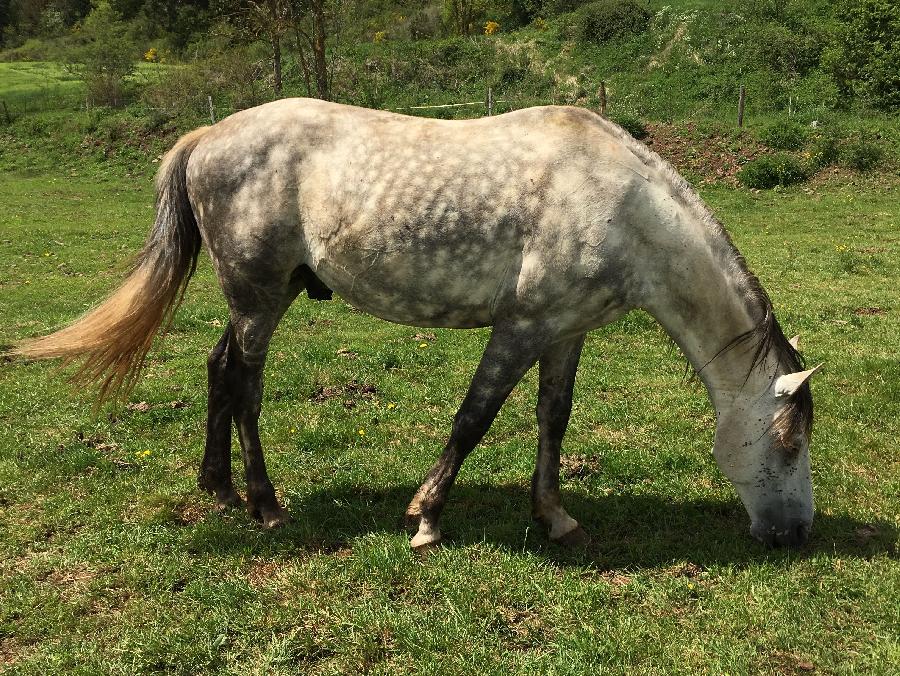 Cheval Barbe  vendre Le Brignon en Haute-Loire