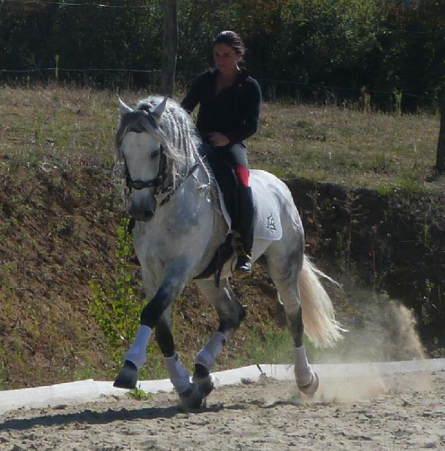 Cheval Pure race Espagnole (PRE)  vendre Lisle-sur-Tarn dans le Tarn photo 3