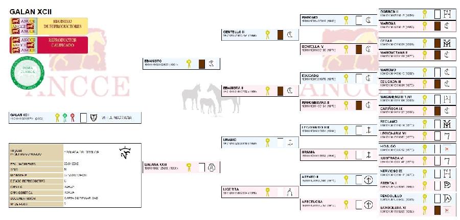 Cheval Pure race Espagnole (PRE)  vendre Lisle-sur-Tarn dans le Tarn photo 5