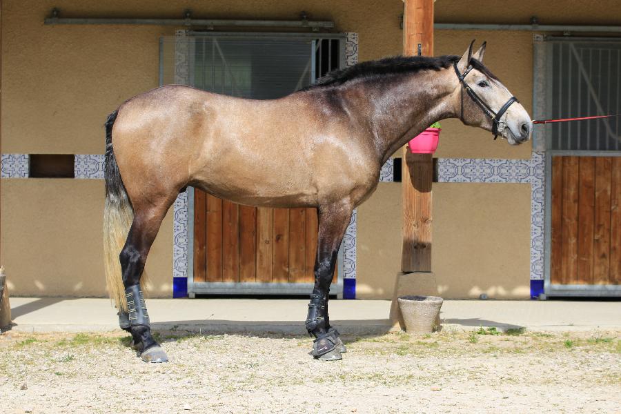 Etalon Cheval Pure race Espagnole (PRE)  Lisle-sur-Tarn dans le Tarn photo 6
