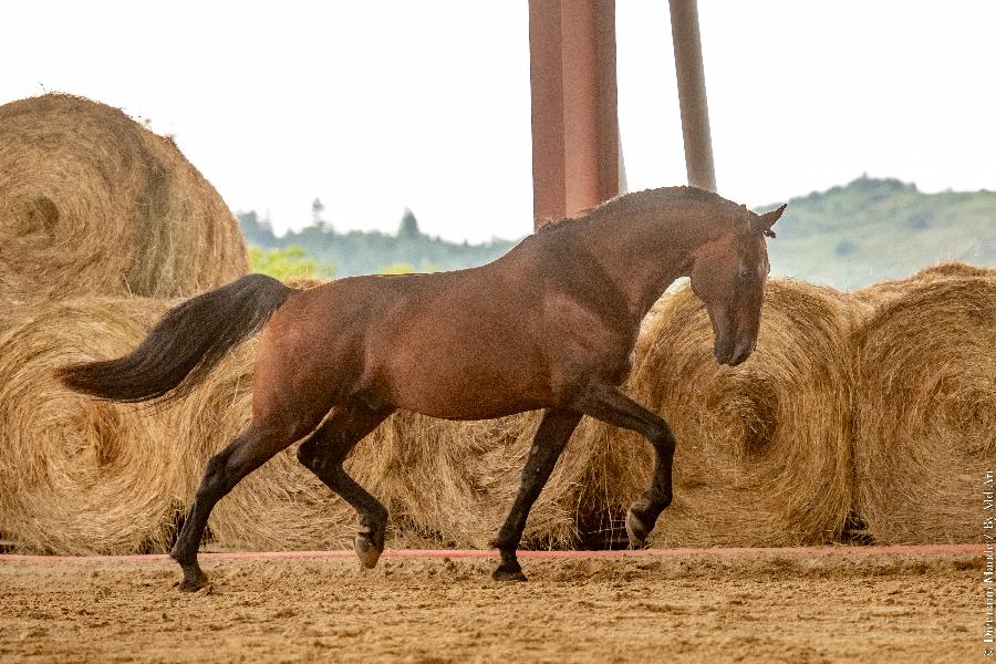 Etalon Cheval Lusitanien  Cenves dans le Rhne photo 2