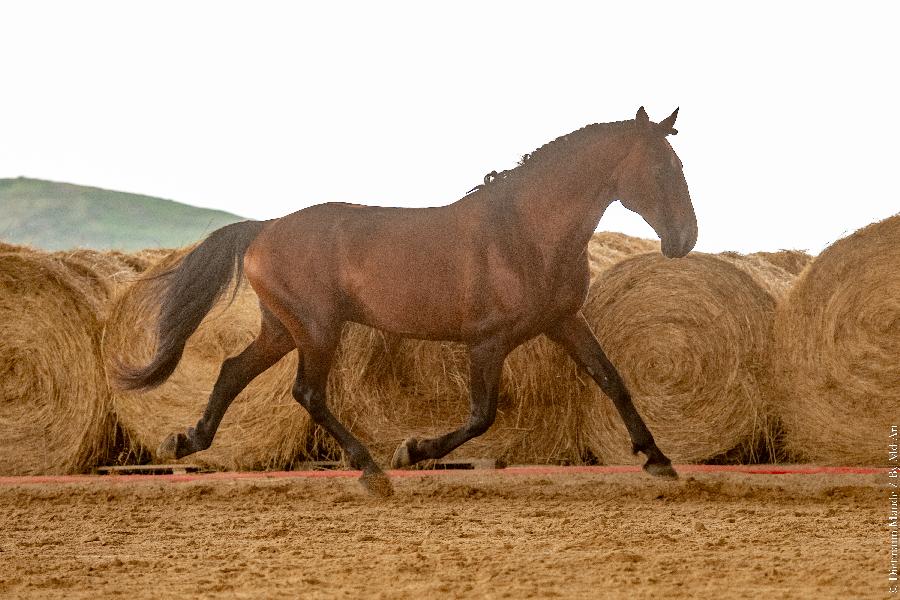 Etalon Cheval Lusitanien  Cenves dans le Rhne photo 3