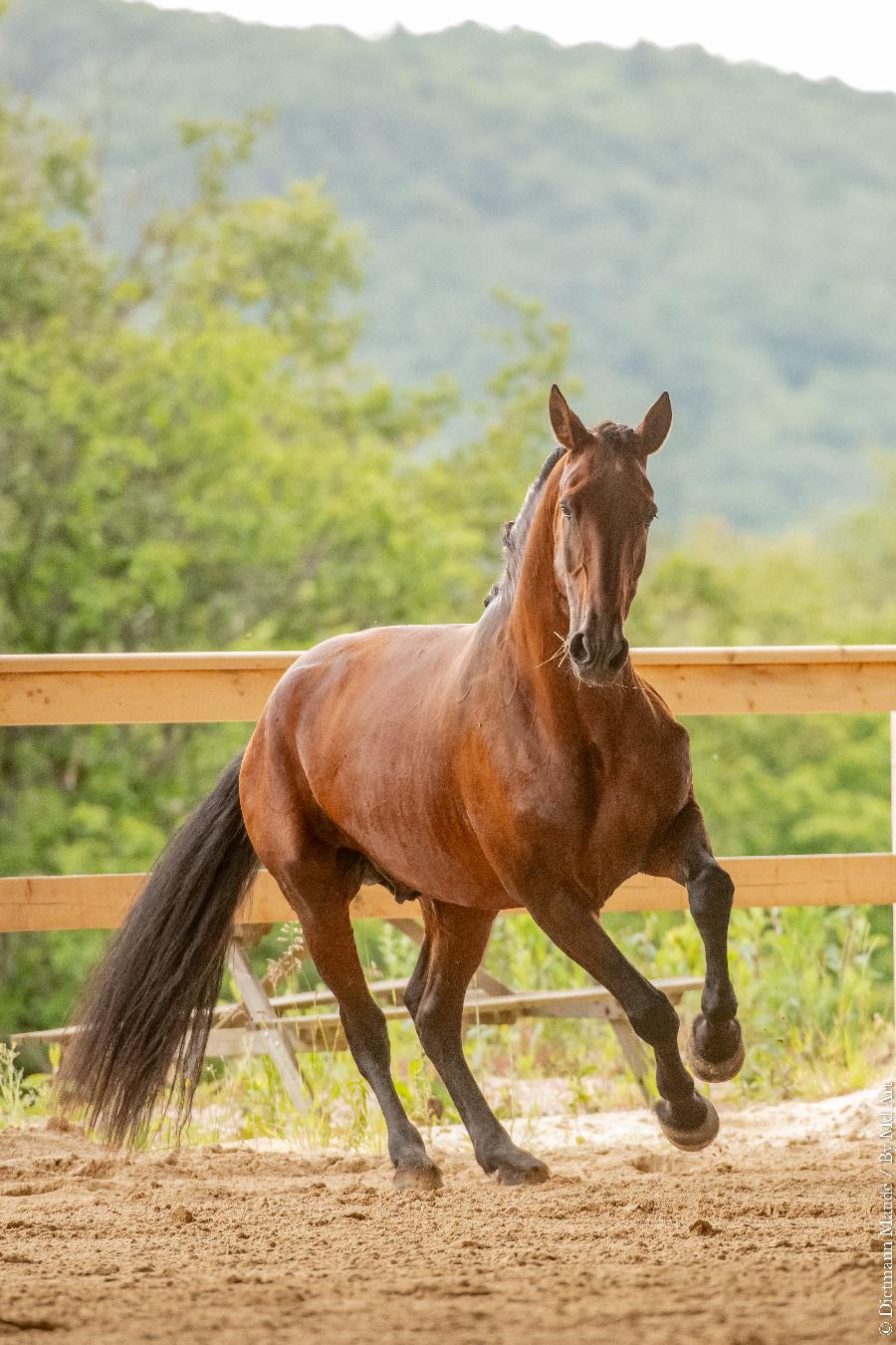 Etalon Cheval Lusitanien  Cenves dans le Rhne photo 4