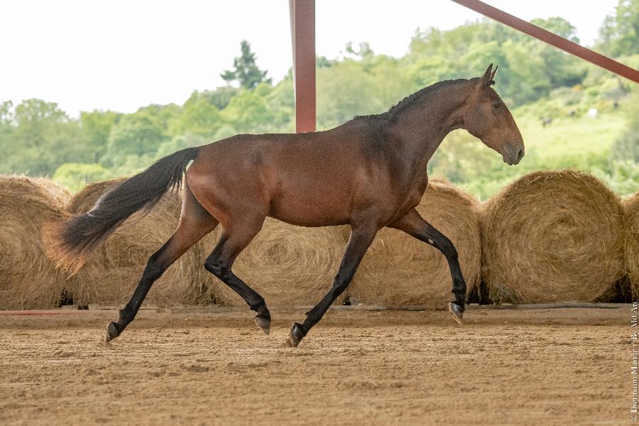 Etalon Cheval Lusitanien  Cenves dans le Rhne photo 5