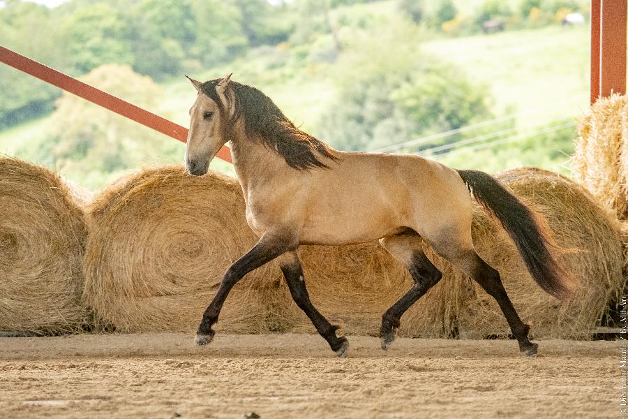 Etalon Cheval Lusitanien  Cenves dans le Rhne photo 6