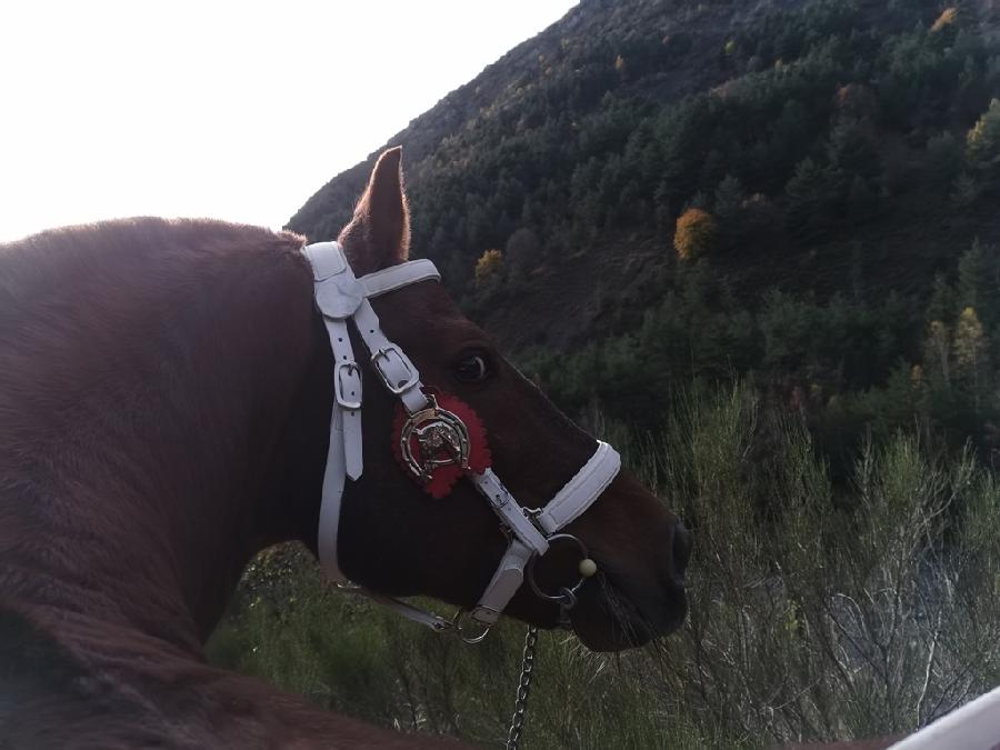 Etalon Cheval Franches-Montagnes  Barles dans les Alpes de Haute-Provence