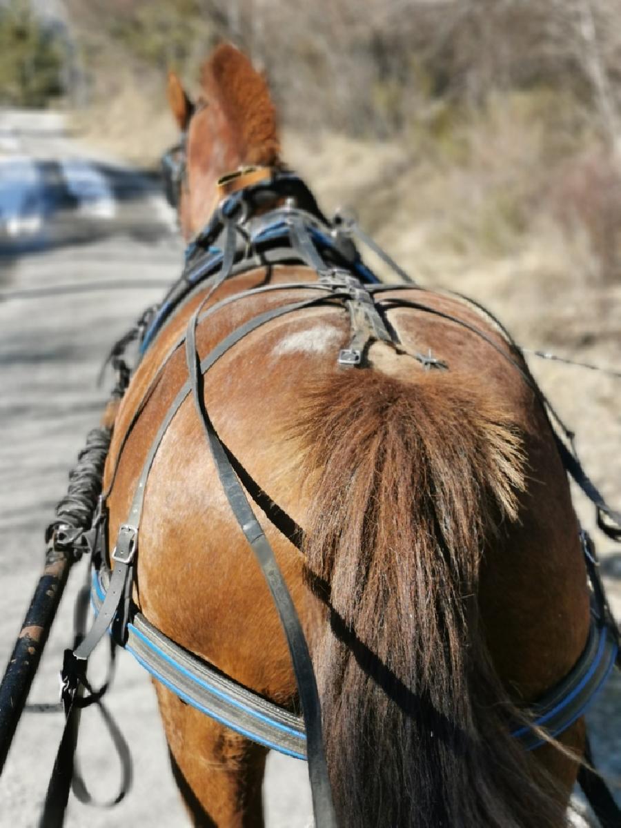 Etalon Cheval Franches-Montagnes  Barles dans les Alpes de Haute-Provence photo 2