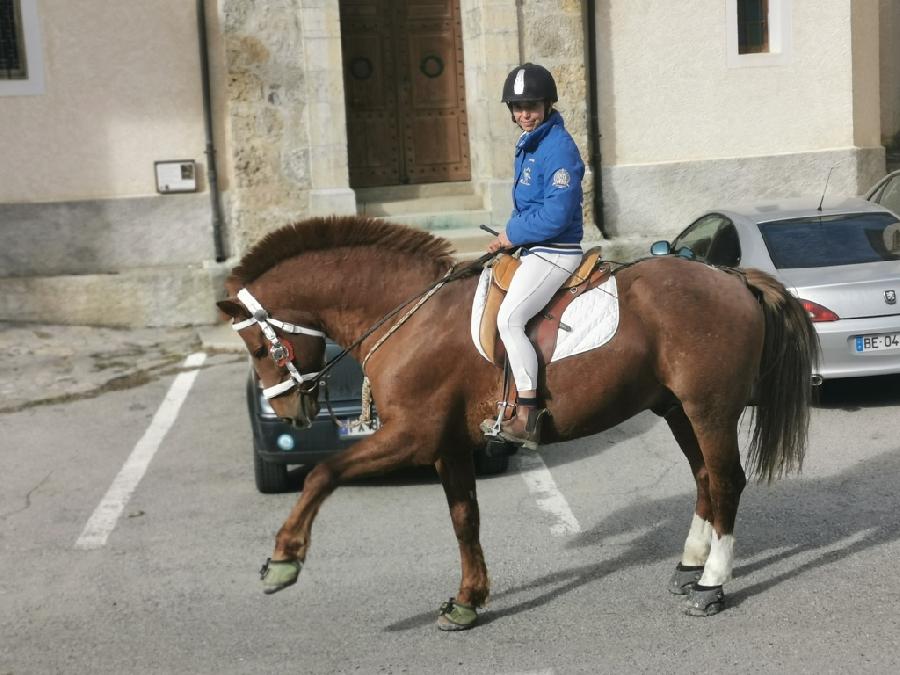 Etalon Cheval Franches-Montagnes  Barles dans les Alpes de Haute-Provence photo 3