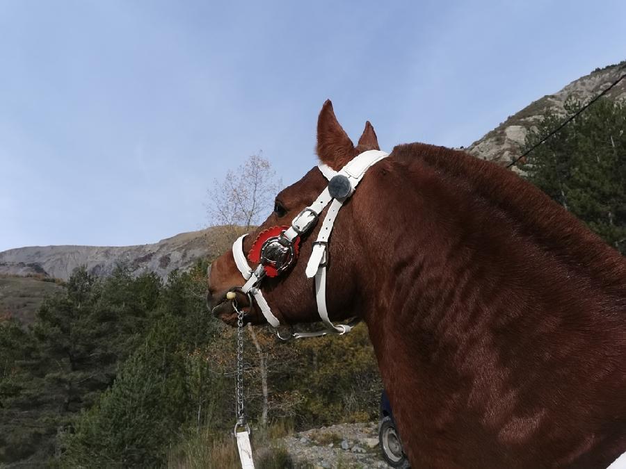 Etalon Cheval Franches-Montagnes  Barles dans les Alpes de Haute-Provence photo 4