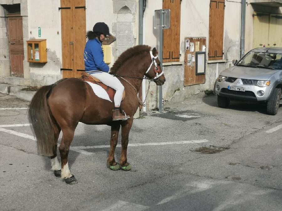 Etalon Cheval Franches-Montagnes  Barles dans les Alpes de Haute-Provence photo 5