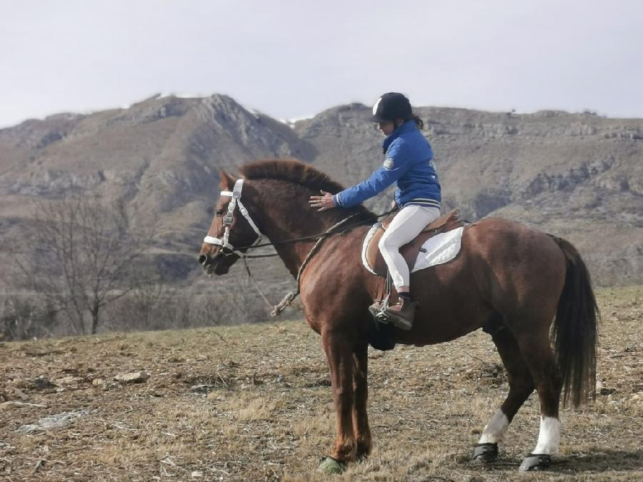 Etalon Cheval Franches-Montagnes  Barles dans les Alpes de Haute-Provence photo 6