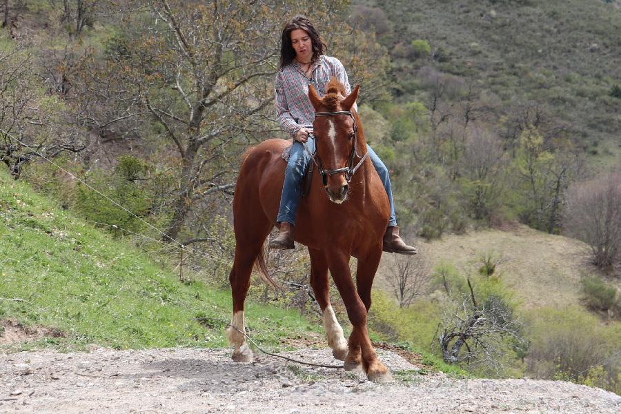 Cheval Franches-Montagnes � vendre Barles dans les Alpes de Haute-Provence