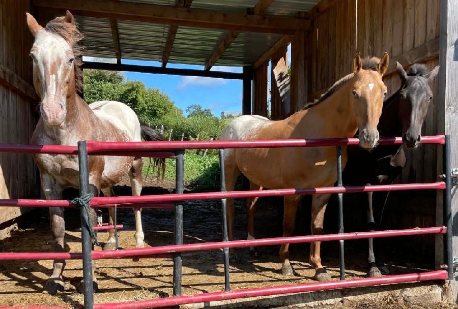 Cheval Appaloosa � vendre Saint-Christophe-en-Bourbonnais dans l'Allier