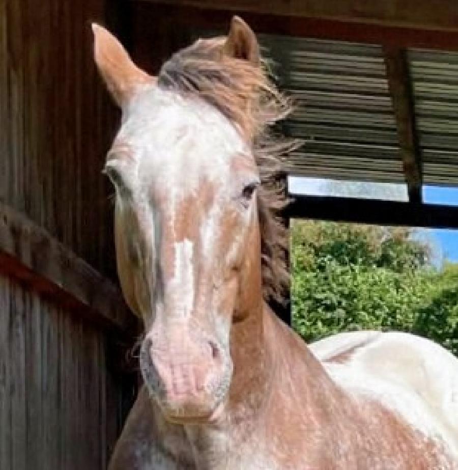 Cheval Appaloosa � vendre Saint-Christophe-en-Bourbonnais dans l'Allier photo 5